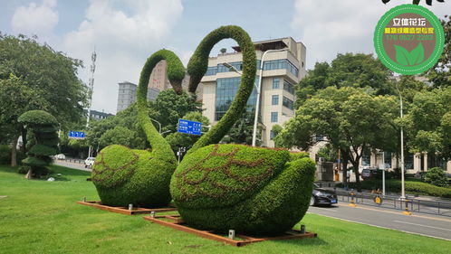 怀柔菊花造型,2022春节立体花坛,节日绿雕