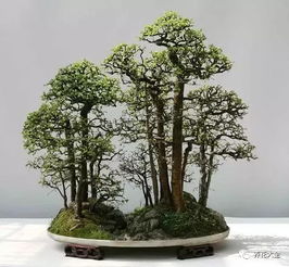家里有这样一个丛林盆景,再也不会怕雾霾