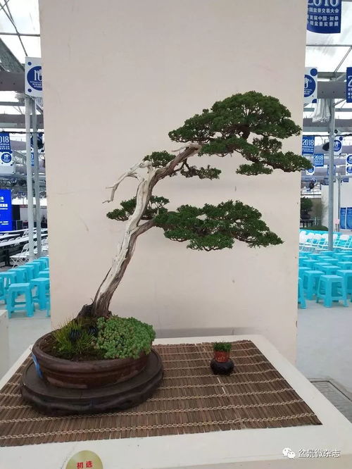 首届中国如皋小微盆景实景展中的精品