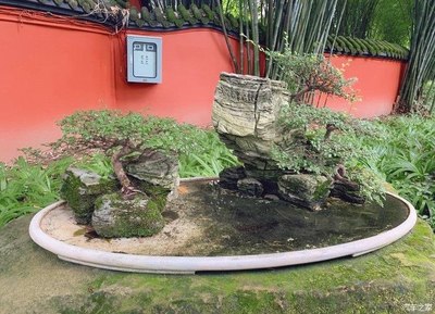 小风带你欣赏自然景观的艺术品——盆景景观艺术